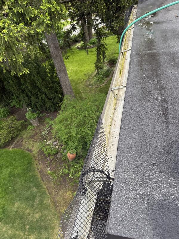 Backyard gutter under pine trees — after