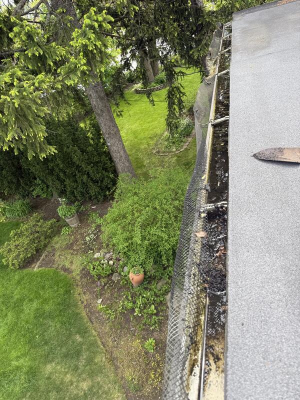 Backyard gutter under pine trees — before