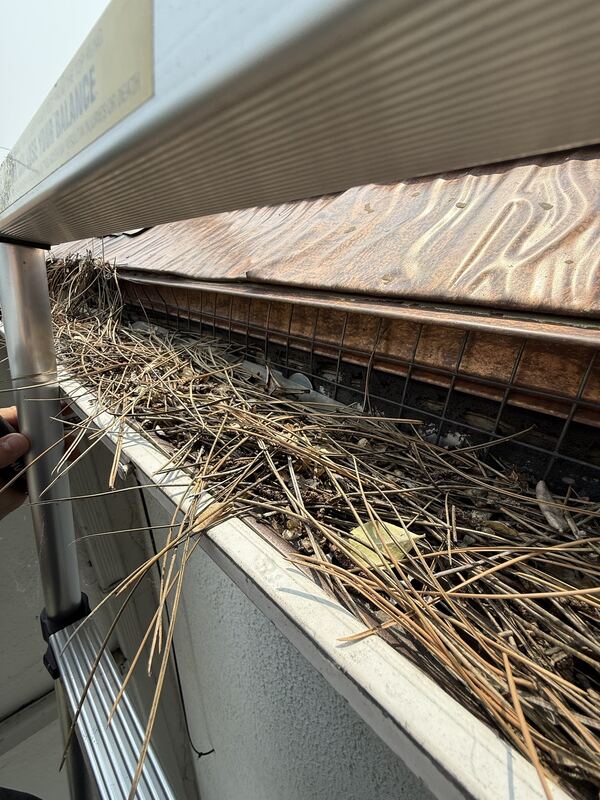 Gutter packed with pine needles before a guard was installed